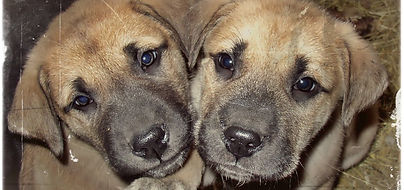 Pyredane puppies sale